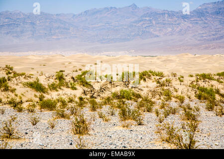 Dunes de sable du désert, la mort Appartements Mesquite Valley, Californie Banque D'Images