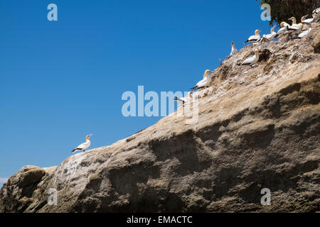 Morus serrator, bassan, sur la façon de Cape Kidnappers, Nouvelle-Zélande Banque D'Images