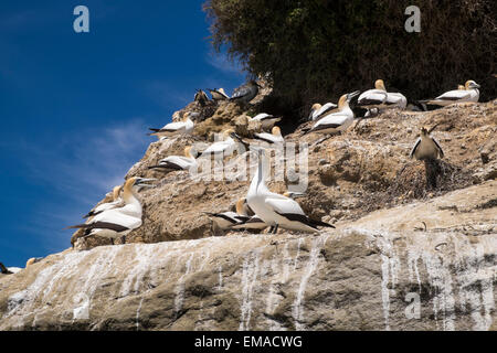 Morus serrator, bassan, sur la façon de Cape Kidnappers, Nouvelle-Zélande Banque D'Images