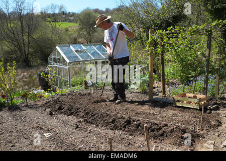 Carmarthenshire, Pays de Galles, Royaume-Uni. 18 avril 2015. Jon Shipton début chitted plantes plants de pommes de terre dans son jardin biologique sur un parfait après-midi chaud et ensoleillé avec un ciel bleu à l'ouest du pays de Galles, Royaume-Uni. Kathy deWitt/AlamyLiveNews Banque D'Images