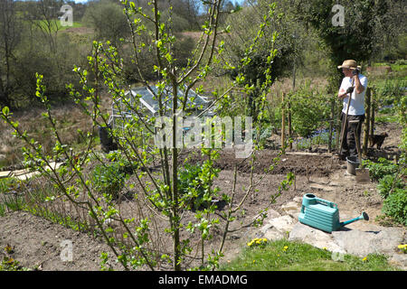 Carmarthenshire, Pays de Galles, Royaume-Uni. 18 avril 2015. Jon Shipton début chitted plantes plants de pommes de terre dans son jardin biologique sur un parfait après-midi chaud et ensoleillé avec un ciel bleu à l'ouest du pays de Galles, Royaume-Uni. Kathy deWitt/AlamyLiveNews Banque D'Images