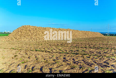 Acres avec des betteraves à sucre après la récolte en lumière dorée et beau paysage Banque D'Images