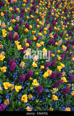 L'architecture de paysage de créativité au cours de la mise en page 2015 Keukenhof inspiré par Vincent Van Gogh. Banque D'Images