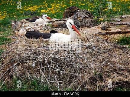 Close-up d'une cigogne dans son habitat naturel. Cigognes adultes en habitat naturel sur son nid. Cigognes mère avec ses oeufs au printemps Banque D'Images