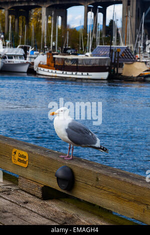 Mouette en attente de la nourriture a baissé de touristes à l'île Granville à Vancouver Banque D'Images