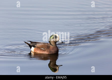 / Canard d'Amérique Canard siffleur à Delta BC Canada Banque D'Images