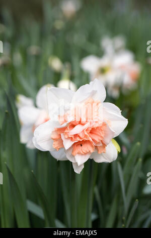 Floraison de narcisses au printemps. Banque D'Images