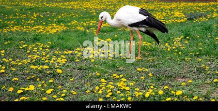 La recherche d'aliments Stork est marcher par pelouse verte Banque D'Images