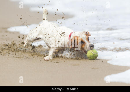 Un Jack Russell terrier blanc et marron avec un col rouge court sur une plage de sable, pourchassant et mordant une balle de tennis verte. Du sable est projeté autour du chien lorsqu'il se déplace près du bord du Banque D'Images
