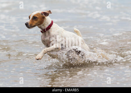 Chien heureux tournent à plein accéléré sur la plage Banque D'Images