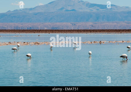 Laguna Chaxa flamencos en navigation dans le Salar de Atacama, Reserva Nacional Los Flamencos, le nord du Chili Banque D'Images