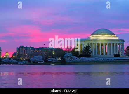 Thomas Jefferson Memorial à l'aube pendant cherry blossom festival. Banque D'Images