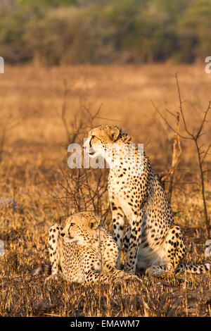 Guépard femelle sub-adulte avec cub, Afrique du Sud Banque D'Images