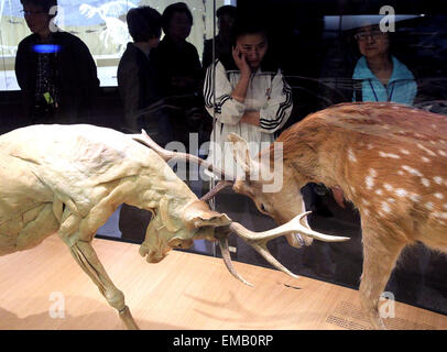 Shanghai. Apr 19, 2015. Personnes visitent le Musée d'Histoire Naturelle de Shanghai au cours de l'aperçu dans l'est de la Chine à Shanghai le 17 avril, 2015. Le musée, ouvert le 19 avril 2015, a une collection de près de 290 000 échantillons, y compris un spécimen complet de 140 millions d'années squelette de dinosaure de Mamenchisaurus. Il y a aussi des spécimens rares qui ne peuvent être trouvés ailleurs en dehors de la Chine, comme le mammouth, Fleuve jaune grande salamandre, giant panda, Alligator et. © Chen Fei/Xinhua/Alamy Live News Banque D'Images