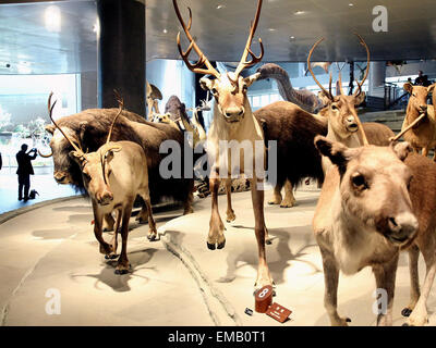 Shanghai. Apr 19, 2015. Personnes visitent le Musée d'Histoire Naturelle de Shanghai au cours de l'aperçu dans l'est de la Chine à Shanghai le 17 avril, 2015. Le musée, ouvert le 19 avril 2015, a une collection de près de 290 000 échantillons, y compris un spécimen complet de 140 millions d'années squelette de dinosaure de Mamenchisaurus. Il y a aussi des spécimens rares qui ne peuvent être trouvés ailleurs en dehors de la Chine, comme le mammouth, Fleuve jaune grande salamandre, giant panda, Alligator et. © Chen Fei/Xinhua/Alamy Live News Banque D'Images