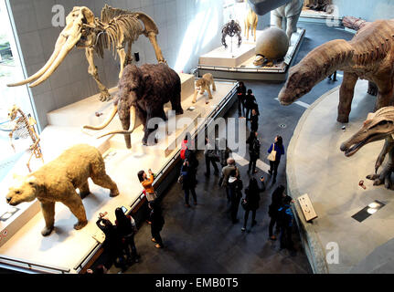 Shanghai. Apr 19, 2015. Personnes visitent le Musée d'Histoire Naturelle de Shanghai au cours de l'aperçu dans l'est de la Chine à Shanghai le 17 avril, 2015. Le musée, ouvert le 19 avril 2015, a une collection de près de 290 000 échantillons, y compris un spécimen complet de 140 millions d'années squelette de dinosaure de Mamenchisaurus. Il y a aussi des spécimens rares qui ne peuvent être trouvés ailleurs en dehors de la Chine, comme le mammouth, Fleuve jaune grande salamandre, giant panda, Alligator et. © Chen Fei/Xinhua/Alamy Live News Banque D'Images