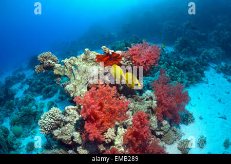 (Chaetodon semilarvatus papillons d'or) avec les coraux mous (Dendronephthya sp) sur la barrière de corail. L'Egypte, Mer Rouge. Banque D'Images