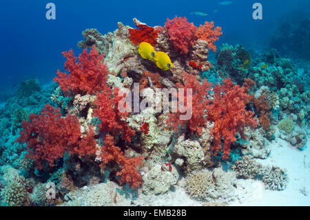 (Chaetodon semilarvatus papillons d'or) avec les coraux mous (Dendronephthya sp) sur la barrière de corail. L'Egypte, Mer Rouge. Banque D'Images