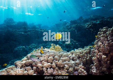 (Chaetodon semilarvatus papillons d'or) sur les récifs coralliens dans les arbres de transmission de lumière solaire. L'Egypte, Mer Rouge. Banque D'Images