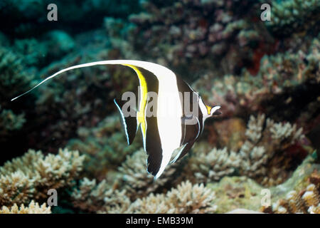 Idole maure (Zanclus cornutus) natation cours des coraux. Les Maldives. Banque D'Images