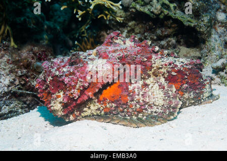 Poisson-Pierre (Synanceia verrucosa) Banque D'Images