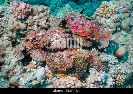 Un groupe de cinq Reef poisson-pierre (Synanceia verrucosa) dans une congrégation d'accouplement Banque D'Images