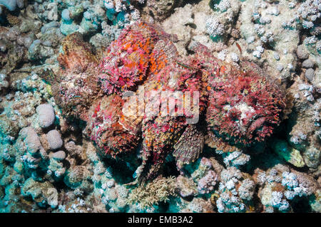 Un groupe de cinq Reef poisson-pierre (Synanceia verrucosa) dans une congrégation d'accouplement Banque D'Images