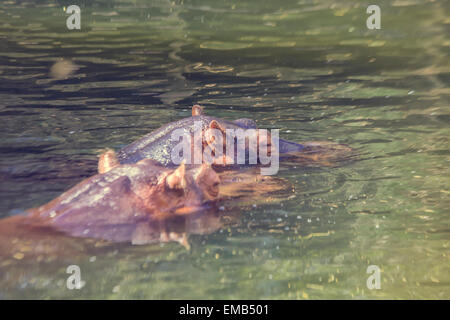 Hippopotame dans l'eau Banque D'Images