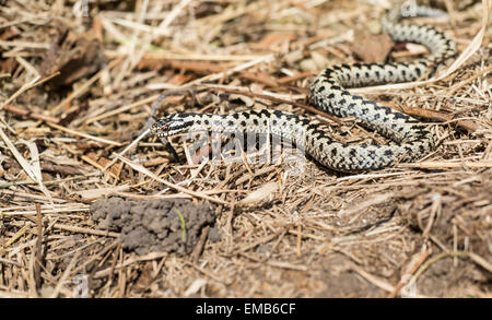 Vipère (Vipera berus), également connu sous le nom de la politique ou du nord de viper. Il s'agit d'un homme fraîchement éliminée au printemps. Banque D'Images