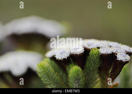 Close up de fynbos en fleurs à Betty's Bay Banque D'Images