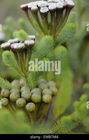 Close up de fynbos en fleurs à Betty's Bay Banque D'Images