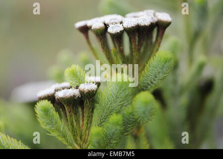 Close up de fynbos en fleurs à Betty's Bay Banque D'Images