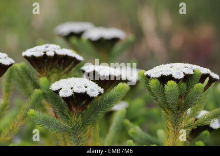 Close up de fynbos en fleurs à Betty's Bay Banque D'Images