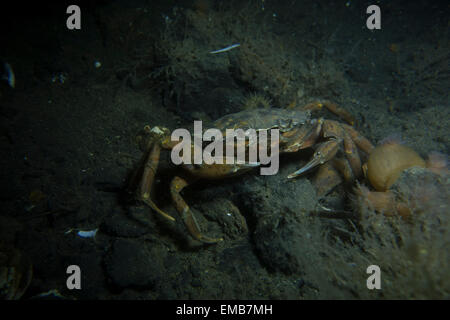 , Crabe Carcinus maenas, d Kongeborgaarden, Lillebælt, au Danemark, en mer du Nord. Banque D'Images