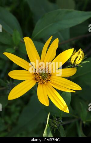 Fleurs de topinambour dans jardin Banque D'Images