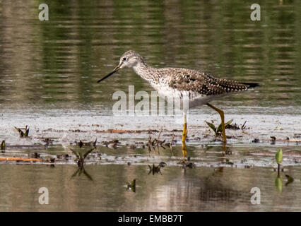 Grand Chevalier (Tringa melanolecua) le long du bord d'un étang. Banque D'Images