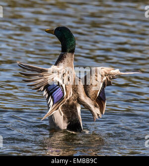 MALARD (Anas platyrhynchos) les ailes battantes en étang. Banque D'Images