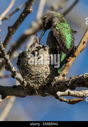 ANNA'S HUMMINGBIRD (Calypte anna) l'alimentation des bébés dans le nid. Banque D'Images