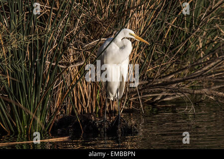 Grande Aigrette (Ardea alba) dans les roseaux d'un petit étang Banque D'Images