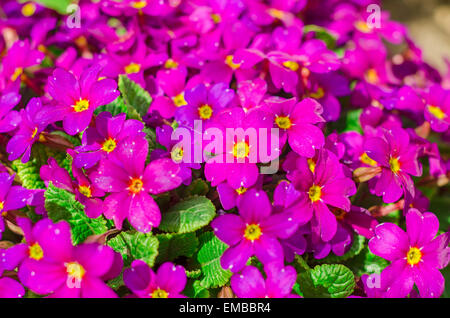 Violet vif des fleurs de jardin Banque D'Images