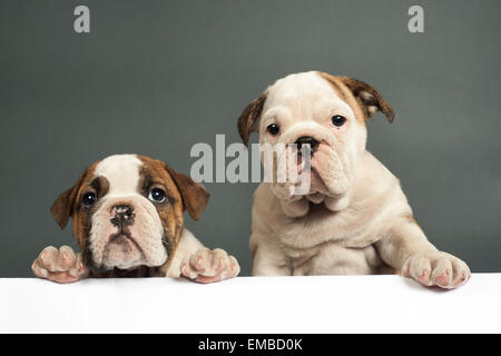 Deux Chiots bulldog Anglais avec pattes sur un panneau de message . Banque D'Images