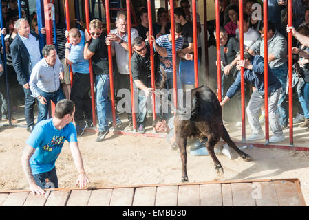 Tuelada Espagne 19 avril 2015. Un homme est décousu par un taureau au cours de l'bullrunning, une partie des festivités en l'honneur de Sant Vicent Ferrer le patron de la ville. Les taureaux sont libérés dans une partie fermée de la ville et les hommes et les animaux se sont poursuivis autour de la rue. Les hommes s'échapper normalement derrière des barrières ou out run les taureaux mais cet homme a été pris par le taureau et frappait par ses cornes et piétinés. Il était capable de marcher avec l'aide d'une ambulance après l'épreuve. Cette image fait partie d'une séquence montrant l'incident du début à la fin. Julian crédit Eales/Alamy Live News Banque D'Images