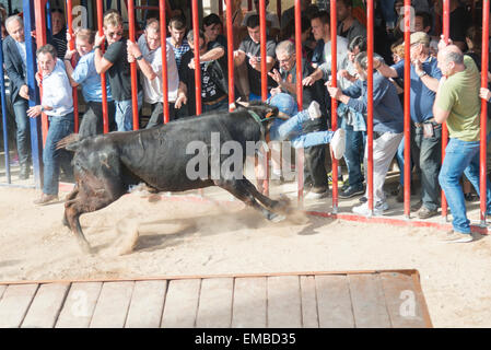 Tuelada Espagne 19 avril 2015. Un homme est décousu par un taureau au cours de l'bullrunning, une partie des festivités en l'honneur de Sant Vicent Ferrer le patron de la ville. Les taureaux sont libérés dans une partie fermée de la ville et les hommes et les animaux se sont poursuivis autour de la rue. Les hommes s'échapper normalement derrière des barrières ou out run les taureaux mais cet homme a été pris par le taureau et frappait par ses cornes et piétinés. Il était capable de marcher avec l'aide d'une ambulance après l'épreuve. Cette image fait partie d'une séquence montrant l'incident du début à la fin. Julian crédit Eales/Alamy Live News Banque D'Images