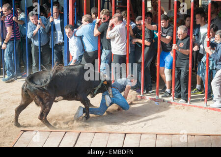 Tuelada Espagne 19 avril 2015. Un homme est décousu par un taureau au cours de l'bullrunning, une partie des festivités en l'honneur de Sant Vicent Ferrer le patron de la ville. Les taureaux sont libérés dans une partie fermée de la ville et les hommes et les animaux se sont poursuivis autour de la rue. Les hommes s'échapper normalement derrière des barrières ou out run les taureaux mais cet homme a été pris par le taureau et frappait par ses cornes et piétinés. Il était capable de marcher avec l'aide d'une ambulance après l'épreuve. Cette image fait partie d'une séquence montrant l'incident du début à la fin. Julian crédit Eales/Alamy Live News Banque D'Images