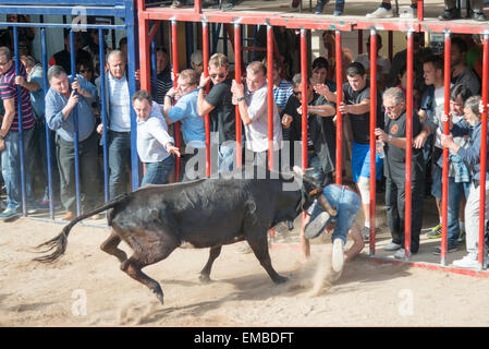 Tuelada Espagne 19 avril 2015. Un homme est décousu par un taureau au cours de l'bullrunning, une partie des festivités en l'honneur de Sant Vicent Ferrer le patron de la ville. Les taureaux sont libérés dans une partie fermée de la ville et les hommes et les animaux se sont poursuivis autour de la rue. Les hommes s'échapper normalement derrière des barrières ou out run les taureaux mais cet homme a été pris par le taureau et frappait par ses cornes et piétinés. Il était capable de marcher avec l'aide d'une ambulance après l'épreuve. Cette image fait partie d'une séquence montrant l'incident du début à la fin. Julian crédit Eales/Alamy Live News Banque D'Images