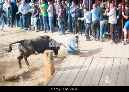 Tuelada Espagne 19 avril 2015. Un homme est décousu par un taureau au cours de l'bullrunning, une partie des festivités en l'honneur de Sant Vicent Ferrer le patron de la ville. Les taureaux sont libérés dans une partie fermée de la ville et les hommes et les animaux se sont poursuivis autour de la rue. Les hommes s'échapper normalement derrière des barrières ou out run les taureaux mais cet homme a été pris par le taureau et frappait par ses cornes et piétinés. Il était capable de marcher avec l'aide d'une ambulance après l'épreuve. Cette image fait partie d'une séquence montrant l'incident du début à la fin. Julian crédit Eales/Alamy Live News Banque D'Images