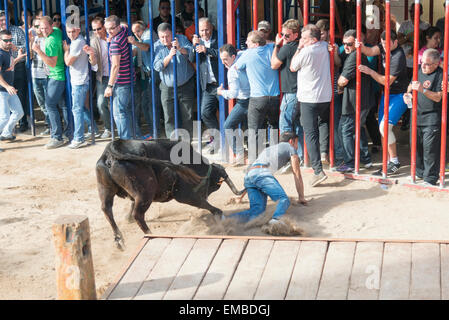 Tuelada Espagne 19 avril 2015. Un homme est décousu par un taureau au cours de l'bullrunning, une partie des festivités en l'honneur de Sant Vicent Ferrer le patron de la ville. Les taureaux sont libérés dans une partie fermée de la ville et les hommes et les animaux se sont poursuivis autour de la rue. Les hommes s'échapper normalement derrière des barrières ou out run les taureaux mais cet homme a été pris par le taureau et frappait par ses cornes et piétinés. Il était capable de marcher avec l'aide d'une ambulance après l'épreuve. Cette image fait partie d'une séquence montrant l'incident du début à la fin. Julian crédit Eales/Alamy Live News Banque D'Images