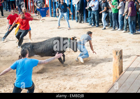 Tuelada Espagne 19 avril 2015. Un homme est décousu par un taureau au cours de l'bullrunning, une partie des festivités en l'honneur de Sant Vicent Ferrer le patron de la ville. Les taureaux sont libérés dans une partie fermée de la ville et les hommes et les animaux se sont poursuivis autour de la rue. Les hommes s'échapper normalement derrière des barrières ou out run les taureaux mais cet homme a été pris par le taureau et frappait par ses cornes et piétinés. Il était capable de marcher avec l'aide d'une ambulance après l'épreuve. Cette image fait partie d'une séquence montrant l'incident du début à la fin. Julian crédit Eales/Alamy Live News Banque D'Images