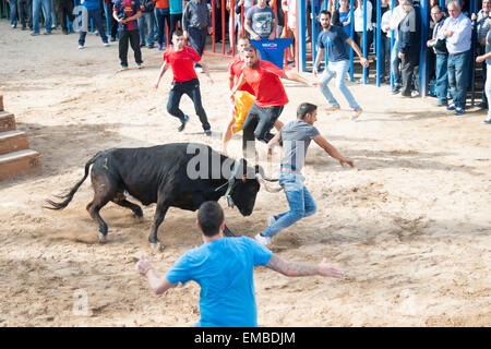 Tuelada Espagne 19 avril 2015. Un homme est décousu par un taureau au cours de l'bullrunning, une partie des festivités en l'honneur de Sant Vicent Ferrer le patron de la ville. Les taureaux sont libérés dans une partie fermée de la ville et les hommes et les animaux se sont poursuivis autour de la rue. Les hommes s'échapper normalement derrière des barrières ou out run les taureaux mais cet homme a été pris par le taureau et frappait par ses cornes et piétinés. Il était capable de marcher avec l'aide d'une ambulance après l'épreuve. Cette image fait partie d'une séquence montrant l'incident du début à la fin. Julian crédit Eales/Alamy Live News Banque D'Images