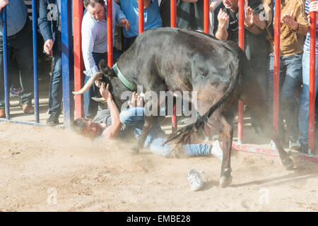 Tuelada Espagne 19 avril 2015. Un homme est décousu par un taureau au cours de l'bullrunning, une partie des festivités en l'honneur de Sant Vicent Ferrer le patron de la ville. Les taureaux sont libérés dans une partie fermée de la ville et les hommes et les animaux se sont poursuivis autour de la rue. Les hommes s'échapper normalement derrière des barrières ou out run les taureaux mais cet homme a été pris par le taureau et frappait par ses cornes et piétinés. Il était capable de marcher avec l'aide d'une ambulance après l'épreuve. Cette image fait partie d'une séquence montrant l'incident du début à la fin. Julian crédit Eales/Alamy Live News Banque D'Images